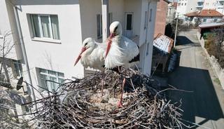 Leyleklerin 40 yıllık yuvası yıkıldı, onlar gelmeden yenisini yerleştirdi