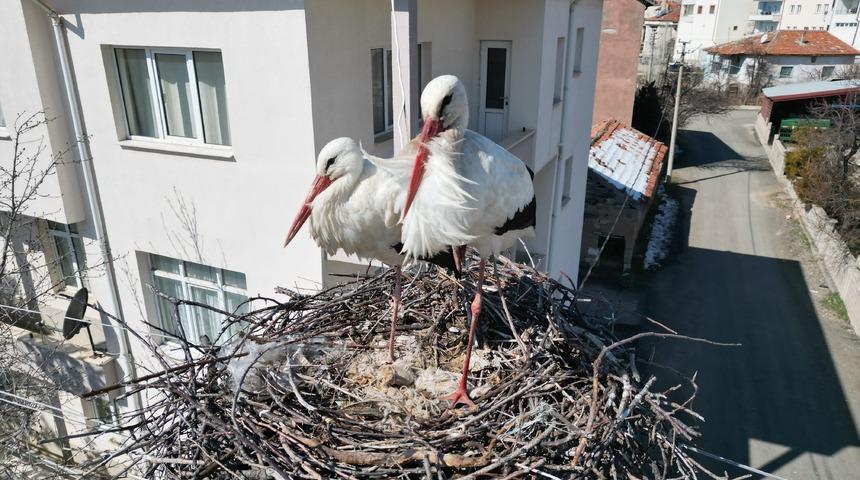 Leyleklerin 40 yıllık yuvası yıkıldı, onlar gelmeden yenisini yerleştirdi