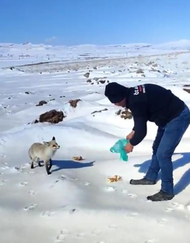 Kışın zor g&uuml;nlerinde tilkiye iş&ccedil;ilerden şefkat eli 2