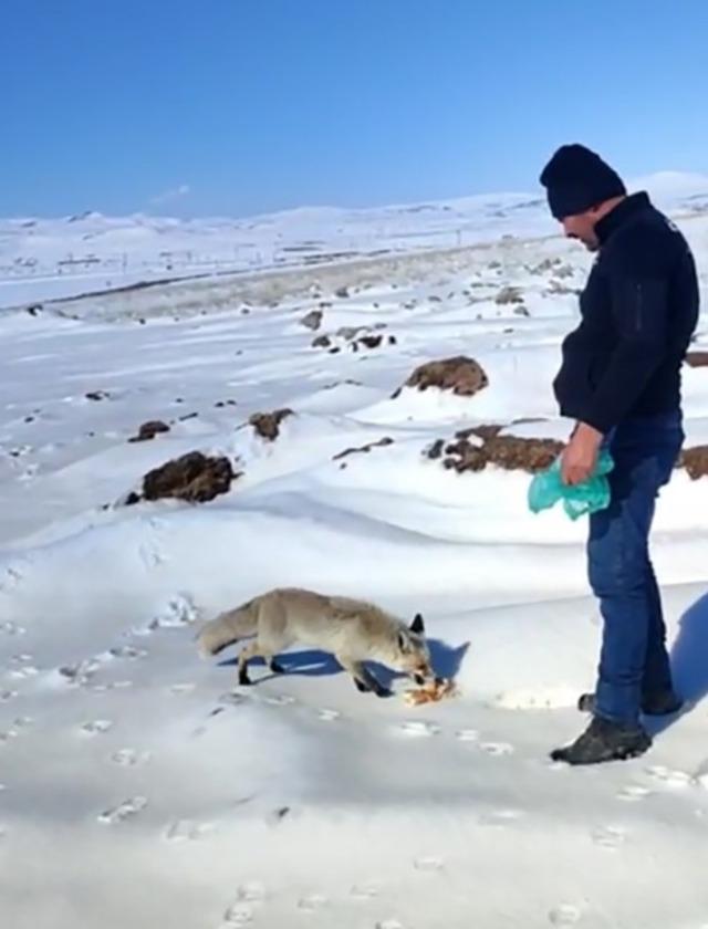 Kışın zor g&uuml;nlerinde tilkiye iş&ccedil;ilerden şefkat eli 1