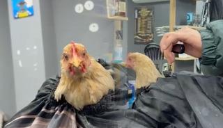 Siirt'te kuaf&ouml;rden tuhaf akım: Tavuk tıraş edip bayrama hazırladı