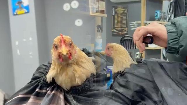 Siirt'te kuaförden tuhaf akım: Tavuk tıraş edip bayrama hazırladı