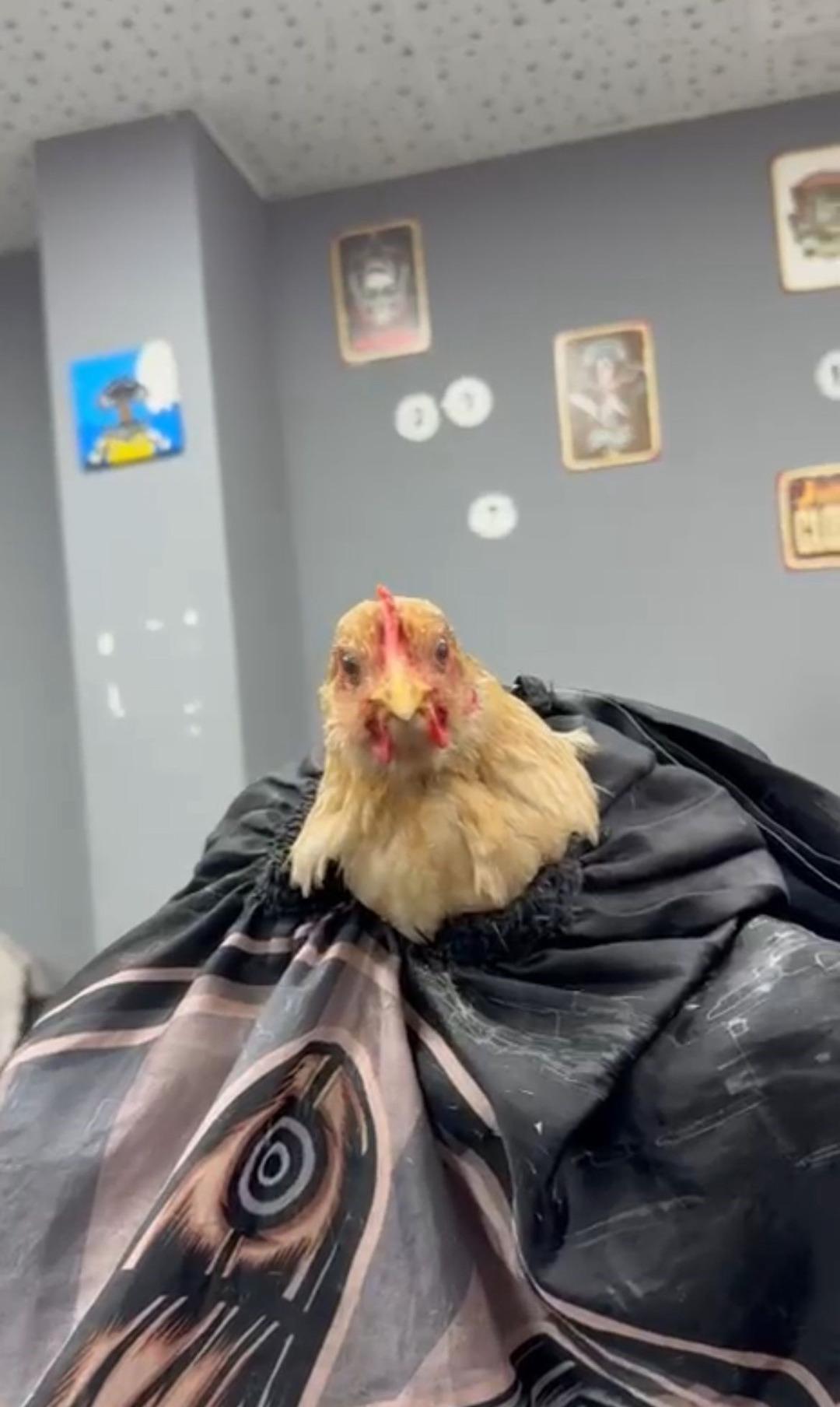 Siirt te kuaf&ouml;rden tuhaf akım: Tavuk tıraş edip bayrama hazırladı 2