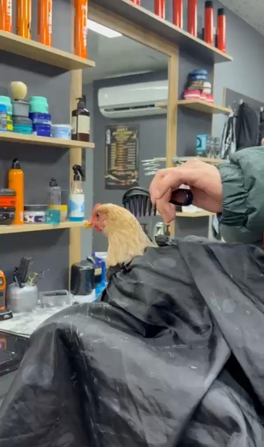 Siirt te kuaf&ouml;rden tuhaf akım: Tavuk tıraş edip bayrama hazırladı 1