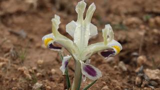 Batman'da nevruz çiçekleri açtı