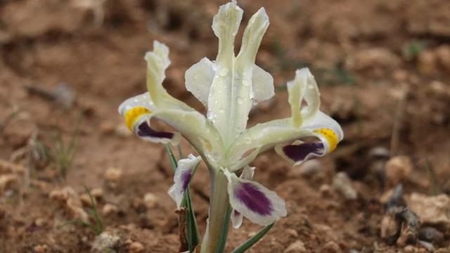Batman'da nevruz çiçekleri açtı