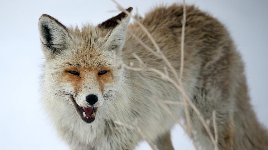 Kars'ta g&ouml;r&uuml;nt&uuml;lendi: Avlanma becerileri dolayısıyla "kurnaz" ve "uyanık" olarak nitelendiriliyorlar