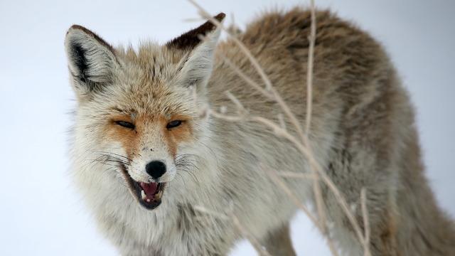 Kars'ta görüntülendi: Avlanma becerileri dolayısıyla kurnaz ve uyanık olarak nitelendiriliyorlar