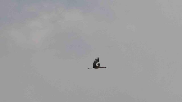 Baharın m&uuml;jdecileri, asırlardır mesken tuttukları k&ouml;ye d&ouml;nd&uuml; 1