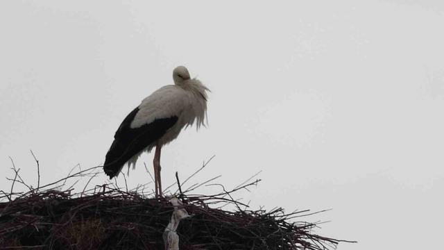 Baharın m&uuml;jdecileri, asırlardır mesken tuttukları k&ouml;ye d&ouml;nd&uuml; 2