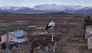 Baharın m&uuml;jdecileri, asırlardır mesken tuttukları k&ouml;ye d&ouml;nd&uuml;