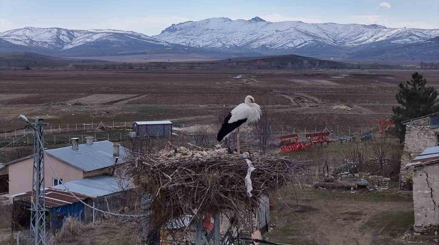 Baharın m&uuml;jdecileri, asırlardır mesken tuttukları k&ouml;ye d&ouml;nd&uuml;