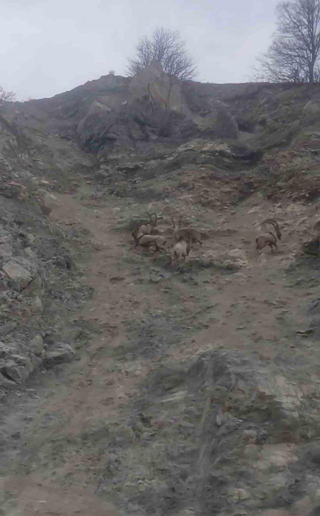 Diyarbakır&rsquo;da nesli t&uuml;kenme tehlikesi altında bulunan dağ ke&ccedil;ileri s&uuml;r&uuml; halinde g&ouml;r&uuml;nt&uuml;lendi 3