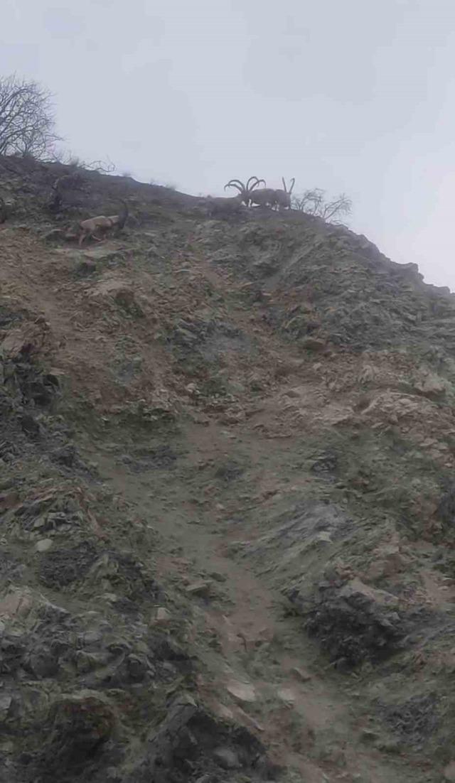 Diyarbakır&rsquo;da nesli t&uuml;kenme tehlikesi altında bulunan dağ ke&ccedil;ileri s&uuml;r&uuml; halinde g&ouml;r&uuml;nt&uuml;lendi 2