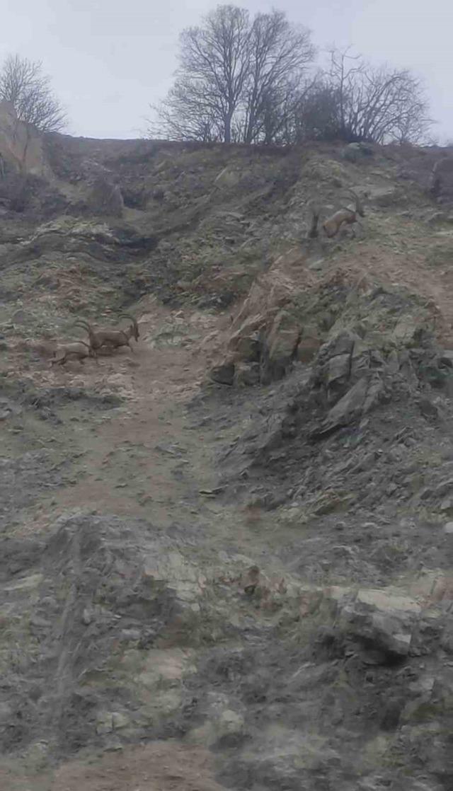 Diyarbakır&rsquo;da nesli t&uuml;kenme tehlikesi altında bulunan dağ ke&ccedil;ileri s&uuml;r&uuml; halinde g&ouml;r&uuml;nt&uuml;lendi 1