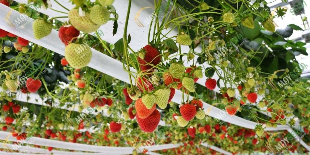 1 milyon TL’niz var: Altın mı alırsınız, Çilek serası mı kurarsınız? İşte yanıtı 2