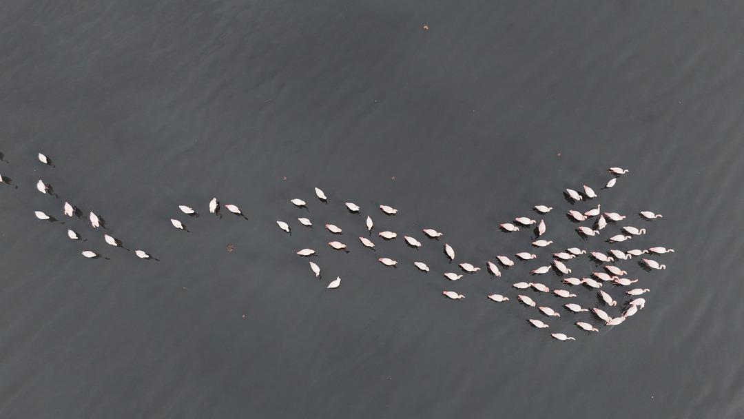 Bir zamanlar &ccedil;amurdu, şimdi kuş cenneti: Allı turnaların sayısı ikiye katlandı! 4