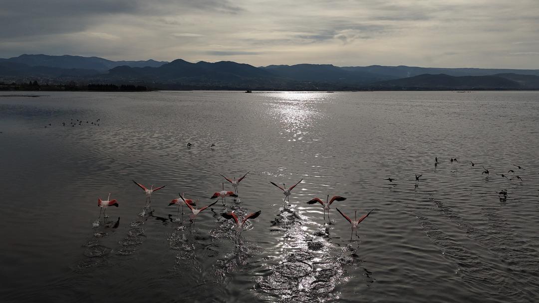Bir zamanlar &ccedil;amurdu, şimdi kuş cenneti: Allı turnaların sayısı ikiye katlandı! 6