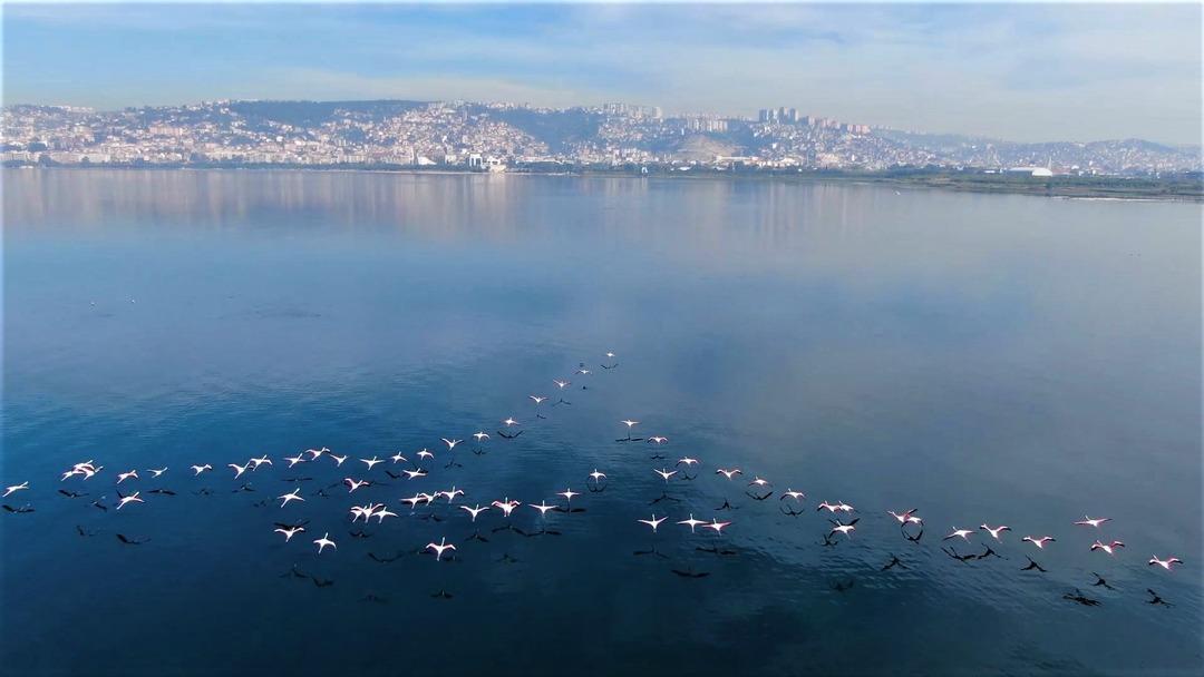 Bir zamanlar &ccedil;amurdu, şimdi kuş cenneti: Allı turnaların sayısı ikiye katlandı! 8