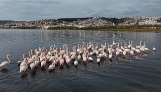 Bir zamanlar &ccedil;amurdu, şimdi kuş cenneti