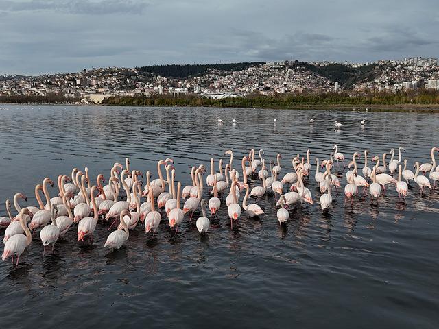 Nesli tehdit altındakiler geliyor: Sayıları ikiye katlandı!