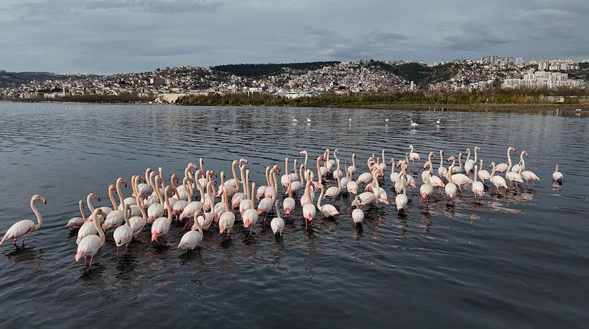 Bir zamanlar &ccedil;amurdu, şimdi kuş cenneti: Allı turnaların sayısı ikiye katlandı!