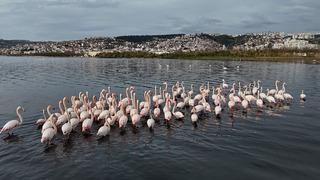 Bir zamanlar çamurdu, şimdi kuş cenneti: Allı turnaların sayısı ikiye katlandı!