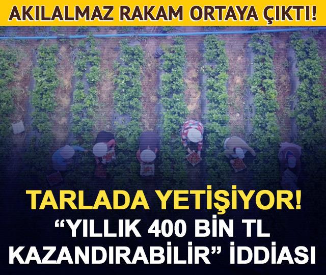 1 milyon TL’niz var: Altın mı alırsınız, Çilek serası mı kurarsınız? İşte yanıtı