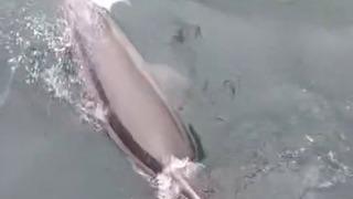 Bandırma Limanı’nda yunus avlanırken görüntülendi