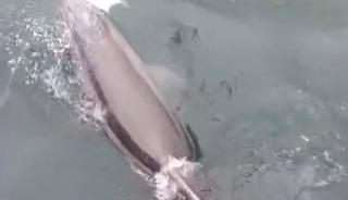 Bandırma Limanı&rsquo;nda yunus avlanırken g&ouml;r&uuml;nt&uuml;lendi