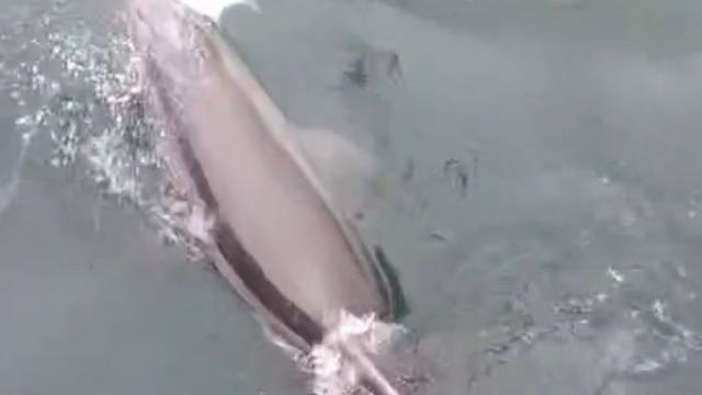 Bandırma Limanı’nda yunus avlanırken görüntülendi