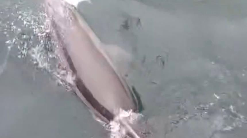 Bandırma Limanı&rsquo;nda yunus avlanırken g&ouml;r&uuml;nt&uuml;lendi