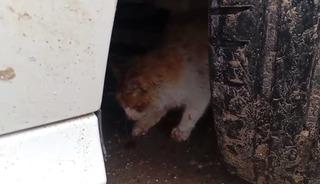 Batman&rsquo;da aracın motoruna sıkışan kedi kurtarıldı