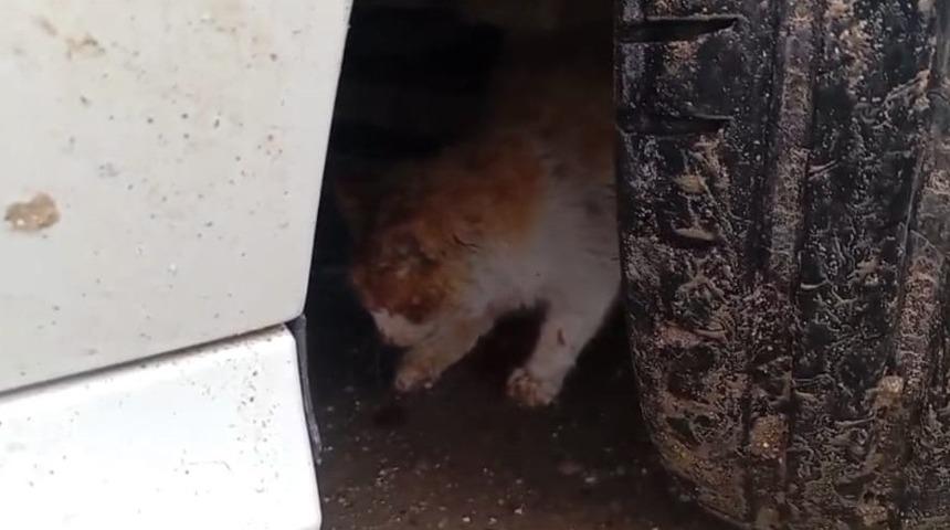 Batman&rsquo;da aracın motoruna sıkışan kedi kurtarıldı