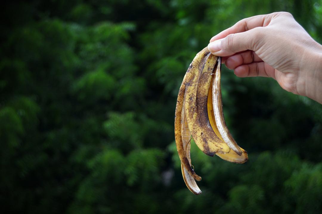 &Ccedil;&ouml;pe atan &ccedil;ok ama değeri bilinmiyor! Muz kabuğu bakın ne işe yarıyor 3