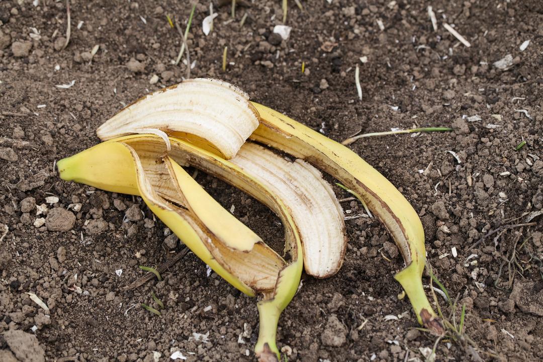 &Ccedil;&ouml;pe atan &ccedil;ok ama değeri bilinmiyor! Muz kabuğu bakın ne işe yarıyor 1