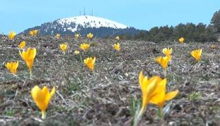 Baharın m&uuml;jdecisi &lsquo;&ccedil;iğdemler' &ccedil;i&ccedil;ek a&ccedil;tı