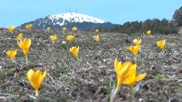 Baharın müjdecisi ‘çiğdemler' çiçek açtı