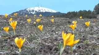 Baharın müjdecisi ‘çiğdemler' çiçek açtı