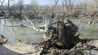 9 yıl sonra gelen taşkınlar zemini vurdu: Tunca Nehri’ndeki kıyıda yarıklar oluştu