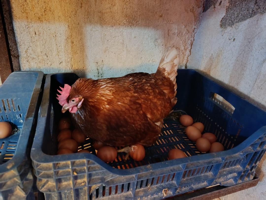 Bin kapasiteli sistem kurdu! Yiyen &lsquo;Tadını unutmuşuz&rsquo; diyor 3 yıl &ouml;nce başladı 3