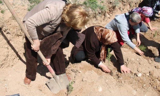 Çam fidanları toprakla buluştu