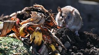 Çöp grevi bir yılı aştı, sokağı sıçanlar bastı! Adeta Victoria dönemi gibi