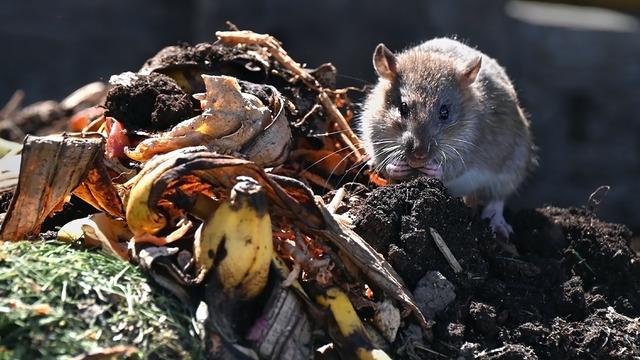 Çöp grevi bir yılı aştı, sokağı sıçanlar bastı! Adeta Victoria dönemi gibi