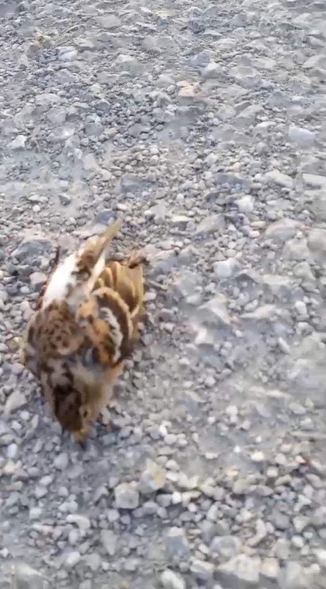 Kastamonu&rsquo;da onlarca kuş yolda telef olmuş halde bulundu 1