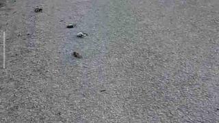 Kastamonu’da onlarca kuş yolda telef olmuş halde bulundu