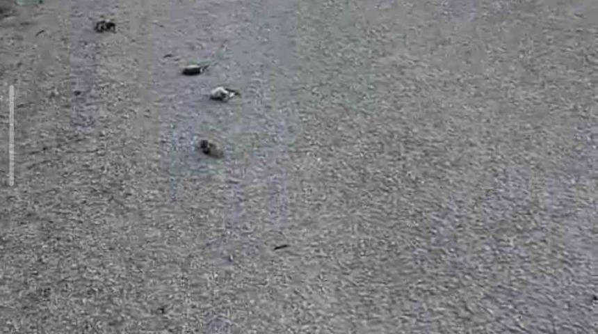 Kastamonu&rsquo;da onlarca kuş yolda telef olmuş halde bulundu