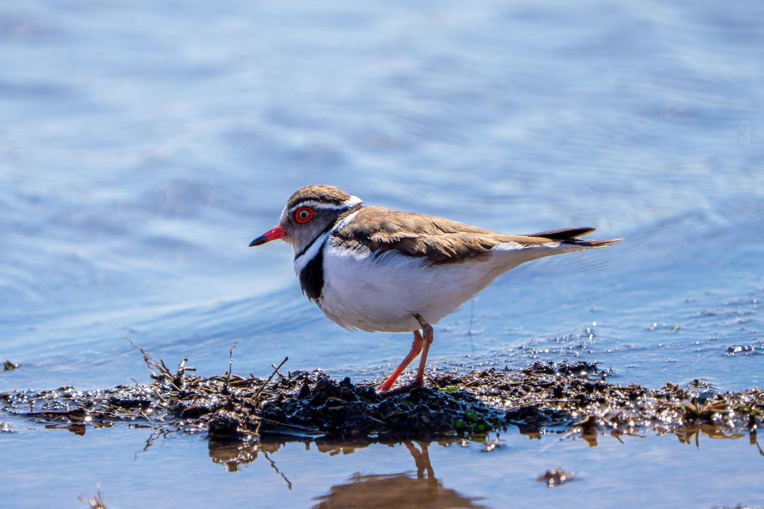 T&uuml;rkiye de ilk kez Hancağız Barajı nda g&ouml;r&uuml;ld&uuml;: 504. t&uuml;r oldu 3