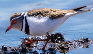 T&uuml;rkiye'de ilk kez g&ouml;r&uuml;ld&uuml;: 504. t&uuml;r oldu!
