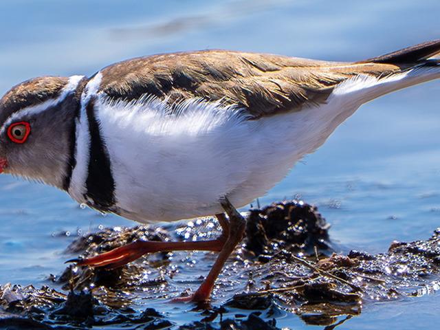 T&uuml;rkiye'de ilk kez g&ouml;r&uuml;ld&uuml;: 504. t&uuml;r oldu!